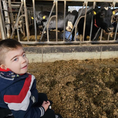 jongen in de stal op bezoek bij de koeien